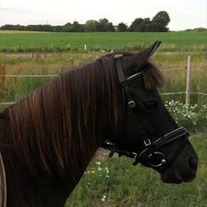 Anden særlig race Filur <3 