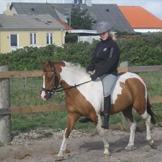 Anden særlig race Pepsi