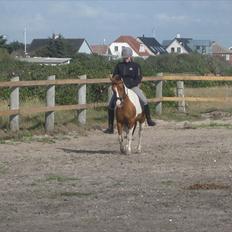 Anden særlig race Pepsi