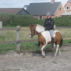 Anden særlig race Pepsi