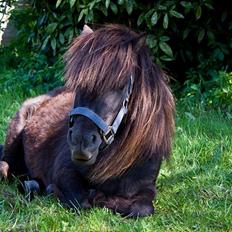 Shetlænder Mia-Bella