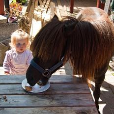 Shetlænder Mia-Bella