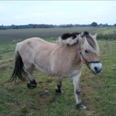 Fjordhest Gismo solgt