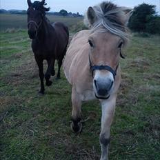 Fjordhest Gismo solgt