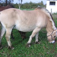 Fjordhest Gismo solgt