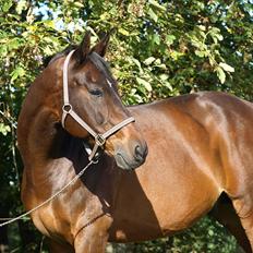 Oldenborg Etman's Cinzano Classico