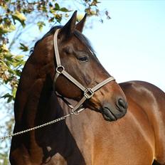 Oldenborg Etman's Cinzano Classico