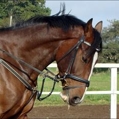 Dansk Varmblod # Limelight # 