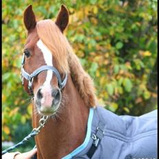 Welsh Cob (sec D) Fjordglimts Martino