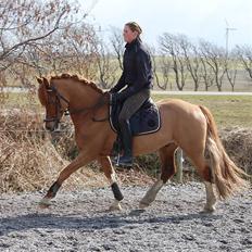 Welsh Cob (sec D) Fjordglimts Martino