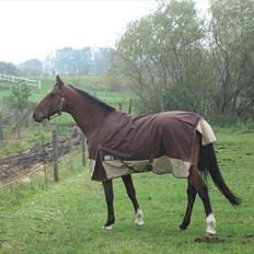 Dansk Varmblod Sundancer