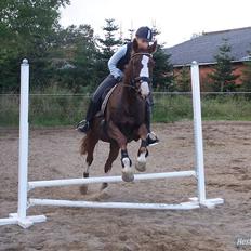 Dansk Varmblod KAWAN