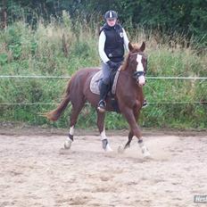 Dansk Varmblod KAWAN