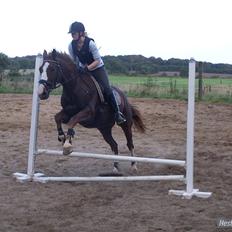 Dansk Varmblod KAWAN