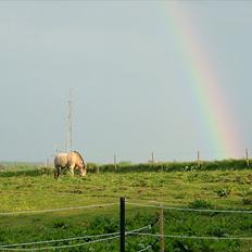 Fjordhest Holmebos Mascot