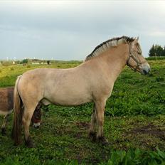 Fjordhest Holmebos Mascot