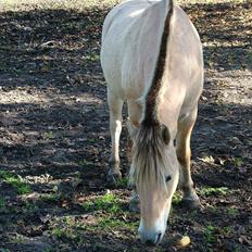 Fjordhest Holmebos Mascot