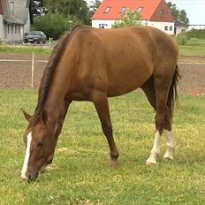 Anden særlig race Jacob<3