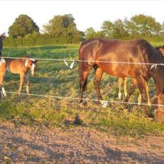 Oldenborg Melvejs Jackira