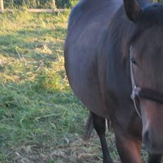 Oldenborg Melvejs Jackira