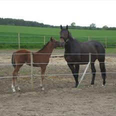 Oldenborg Melvejs Jackira