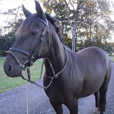 DSP Lerbjerggaards Blackie