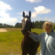 Dansk Varmblod jesti's Wanila