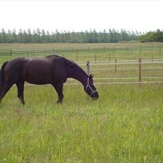 Dansk Varmblod jesti's Wanila