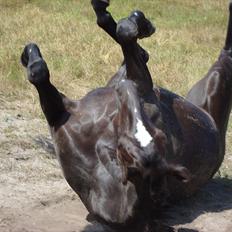 Dansk Varmblod jesti's Wanila