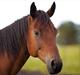 Amerikansk Paint Pony Shezarivergirl
