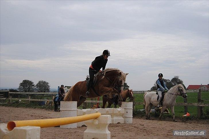 Haflinger stanly bassemin billede 10