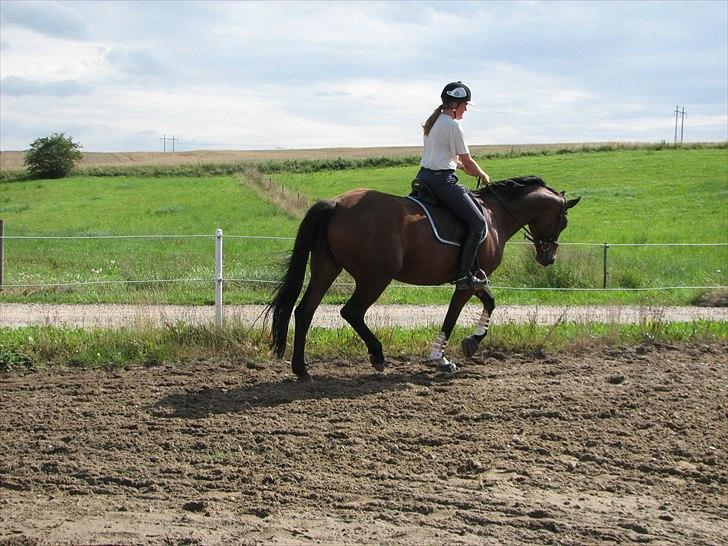 Dansk Varmblod Tanje billede 19