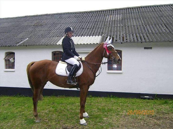 Anden særlig race Fiesta billede 16