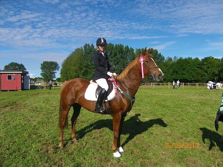 Anden særlig race Fiesta billede 3