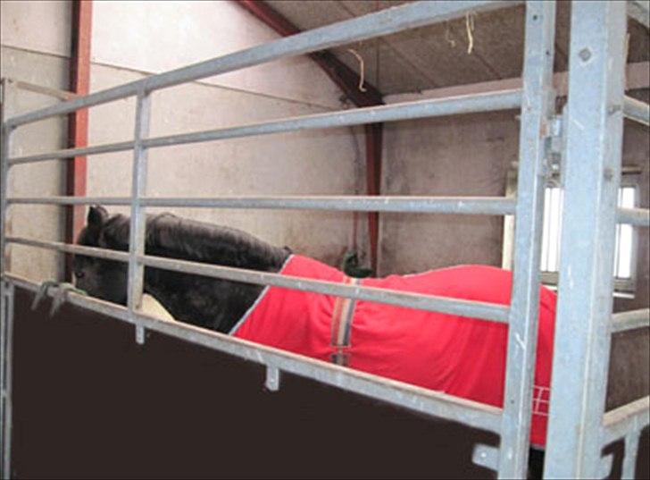 New Forest Sulaatik´s Benji SOLGT - Bønne i hans nye boks ;) ved hans nye søde familie! billede 9