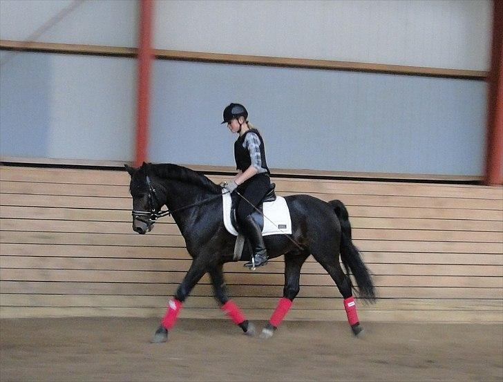 New Forest Sulaatik´s Benji SOLGT - Michelle der hjælper med at ride ham ;) billede 10