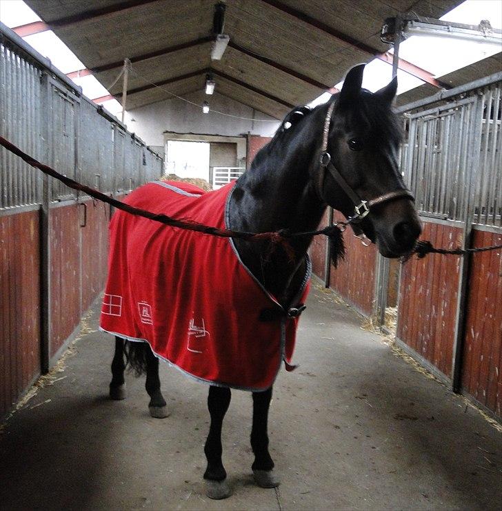 New Forest Sulaatik´s Benji SOLGT - Flotte! i hans nye hjem/stald ;) billede 11