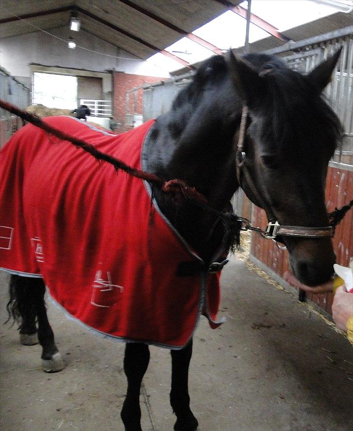 New Forest Sulaatik´s Benji SOLGT - hotte! i hans nye hjem/stald!:D billede 12