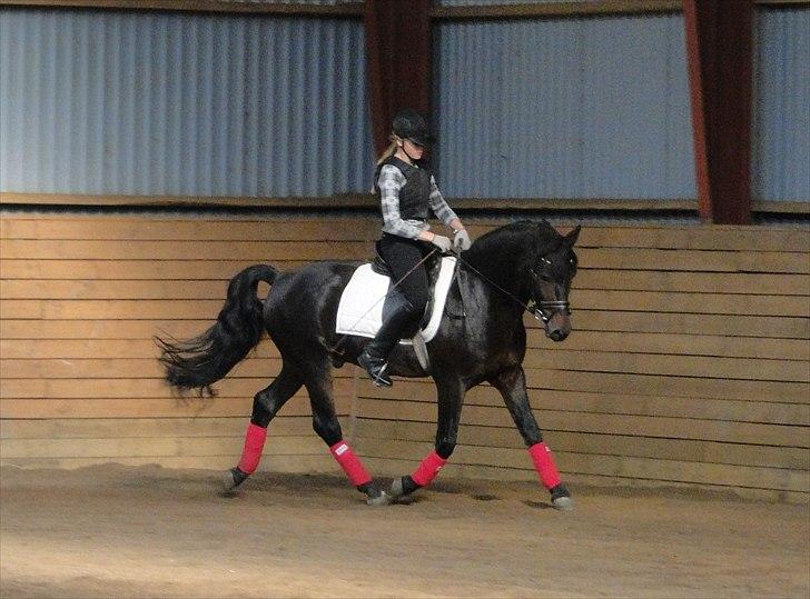 New Forest Sulaatik´s Benji SOLGT - Michelle der hjælper med at ride ham ;) billede 13