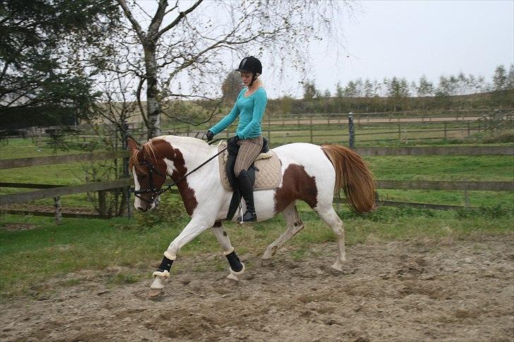 Pinto Fiona - Inger på Fiona 2010 billede 6