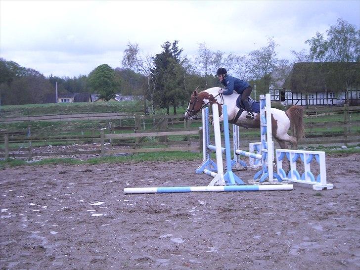Pinto Fiona - Inger springer Fiona - 2010 billede 7