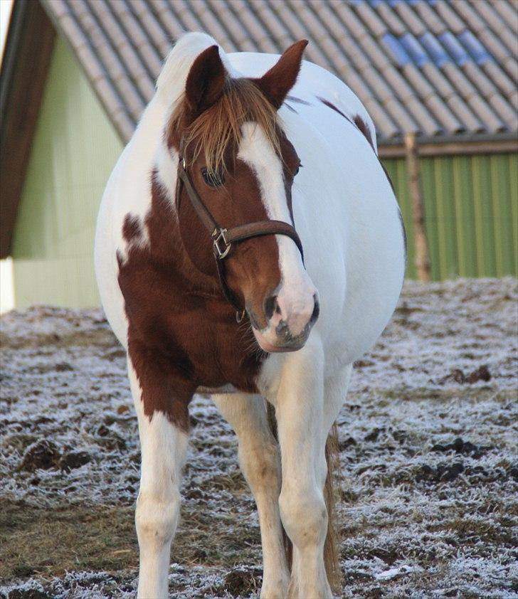 Pinto Fiona - Fiona ca. halvanden måned før termin:o) billede 8