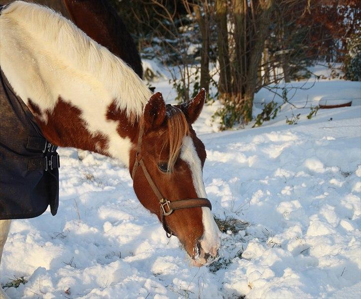 Pinto Fiona - Vinter - 2010 billede 10