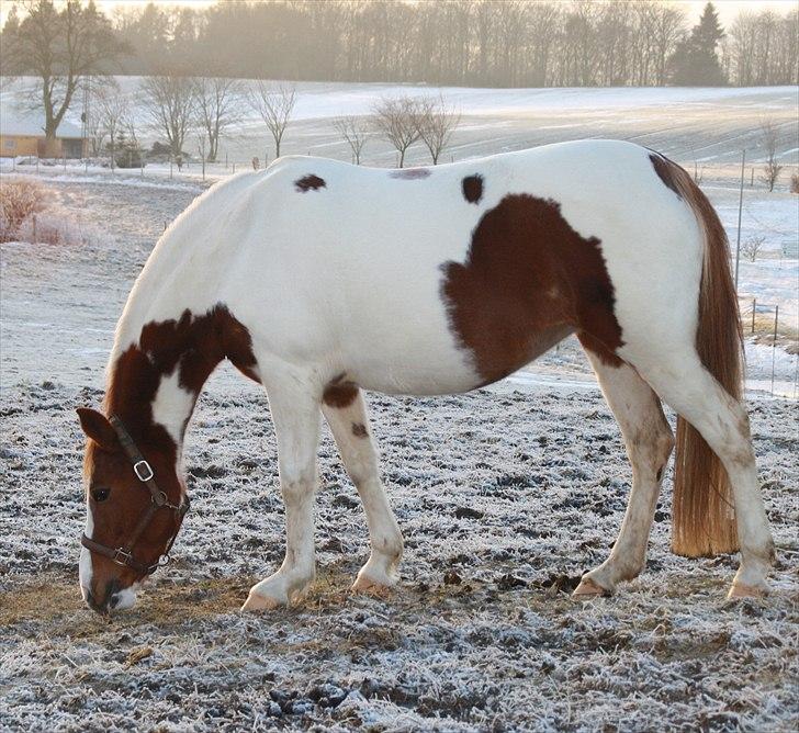 Pinto Fiona - Fiona i starten af hendes "graviditet" :o) billede 11