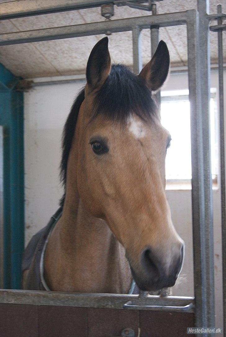 Connemara Loftsome Sandora - Velkommen til Sandoras profil.          Foto. Lisa H billede 2