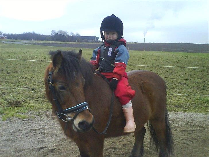 Dartmoor Viktor Dunemose - ida og victor (: :* billede 1