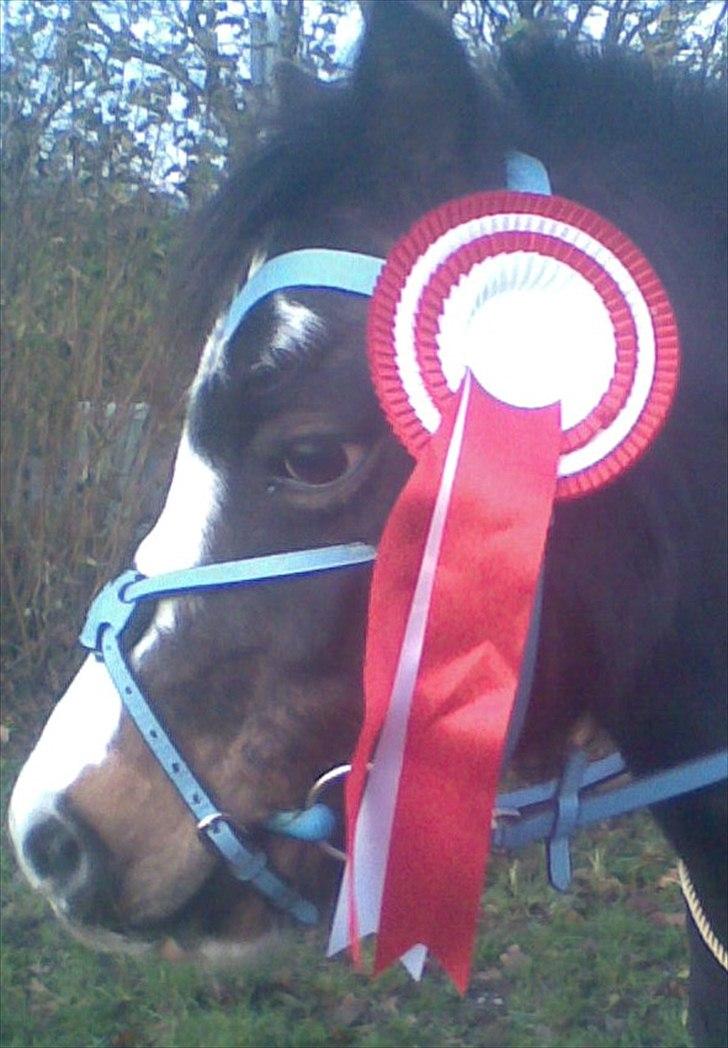 Anden særlig race Impuls Langebæk  billede 19