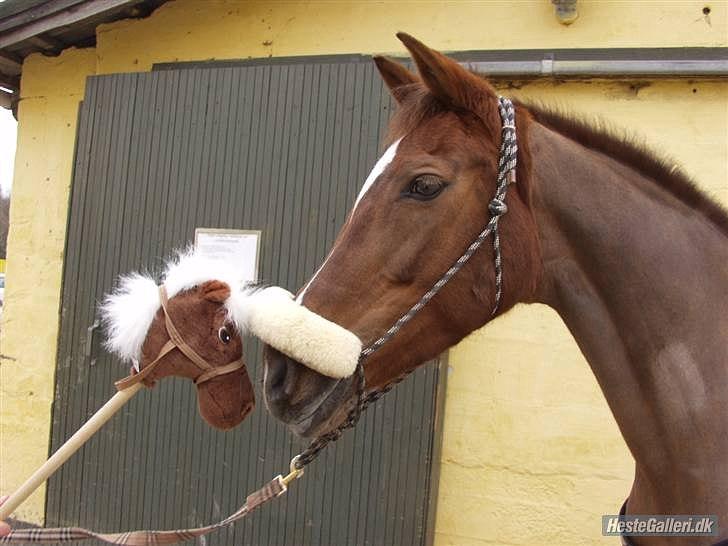 Fuldblod (XX) Sabrina jeg vil altid elske dig!!. RIP:`( -  (6) hun siger hej til sin dukke ven  Foto: ? billede 5