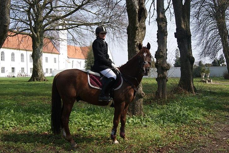 New Forest Hokus Pokus 2 - Smukke pony;)
Stævne Dronninglund. billede 1