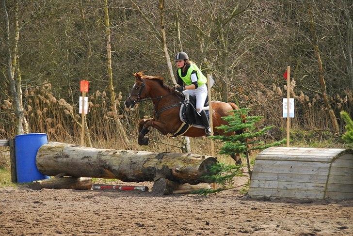New Forest Hokus Pokus 2 - Klithuse military minni-stævne:)
Det første og nok det eneste han har gået.
4 plads, så flot pony ;) billede 3
